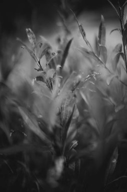 Doğanın soyut tek renkli dokusu, bitkilerin doğal arka planı