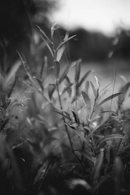 Doğanın soyut tek renkli dokusu, bitkilerin doğal arka planı