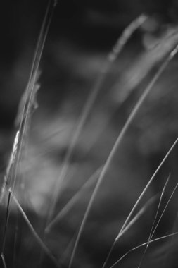 Doğanın soyut tek renkli dokusu, bitkilerin doğal arka planı