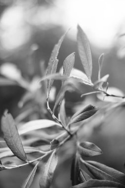 Doğanın soyut tek renkli dokusu, bitkilerin doğal arka planı