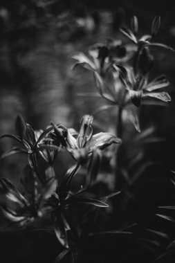 Doğanın soyut tek renkli dokusu, bitkilerin doğal arka planı