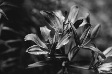 Doğanın soyut tek renkli dokusu, bitkilerin doğal arka planı