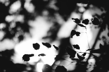 Doğanın soyut tek renkli dokusu, bitkilerin doğal arka planı