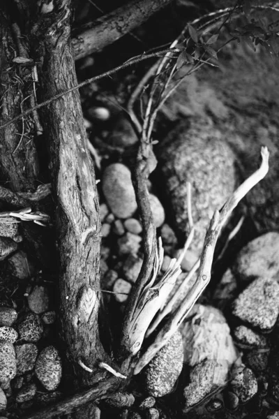 Fundos Naturais Floresta Mágica Árvores Raízes Ramos — Fotografia de Stock