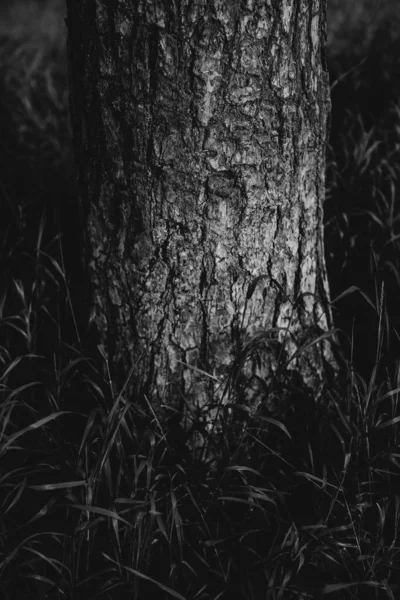 자연적 마법의 뿌리와 — 스톡 사진