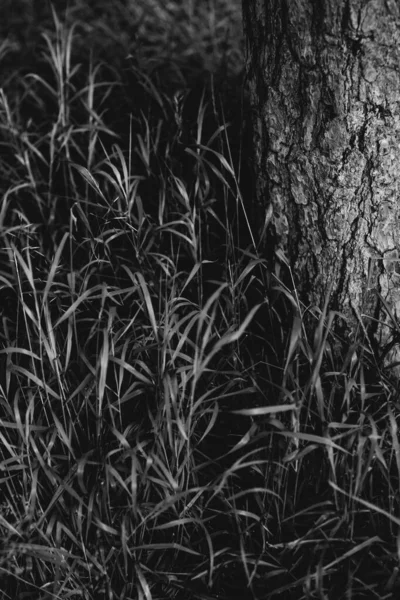 Sfondi Naturali Foreste Magiche Alberi Radici Rami — Foto Stock