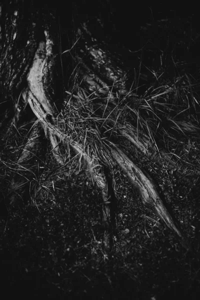 자연적 마법의 뿌리와 — 스톡 사진