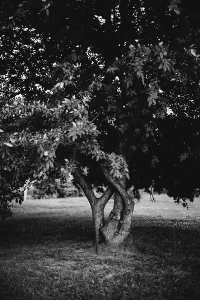 自然の背景 魔法の森と木 根と枝 — ストック写真