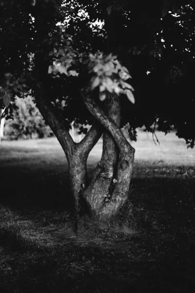 自然の背景 魔法の森と木 根と枝 — ストック写真