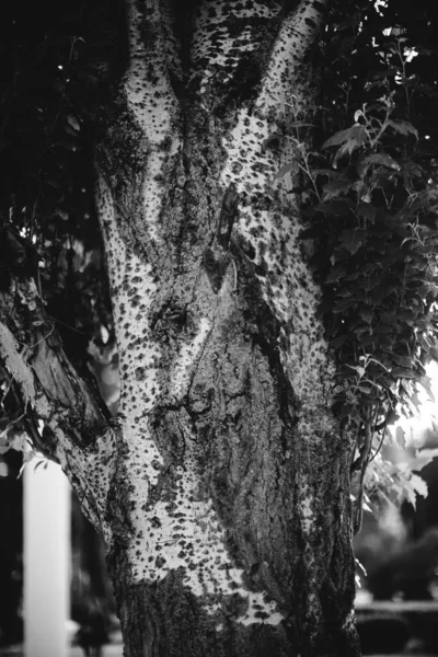 Φυσικό Υπόβαθρο Μαγικό Δάσος Και Δέντρα Ρίζες Και Κλαδιά — Φωτογραφία Αρχείου