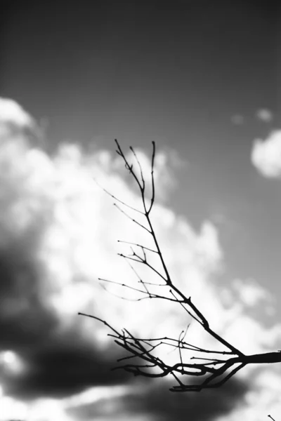 Milieux Naturels Forêt Magique Arbres Racines Branches — Photo