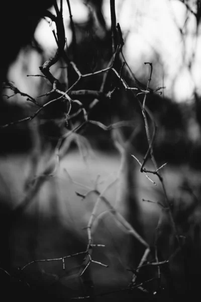 Milieux Naturels Forêt Magique Arbres Racines Branches — Photo