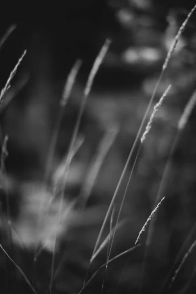 Abstract Monochrome Texture Nature Natural Background Plants — Stock Photo, Image