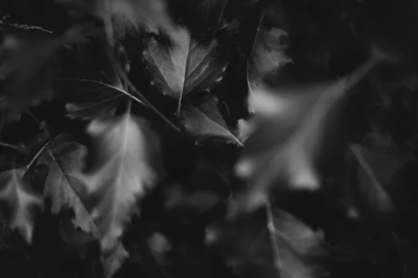 Abstract Monochrome Texture Nature Natural Background Plants — Stock Photo, Image