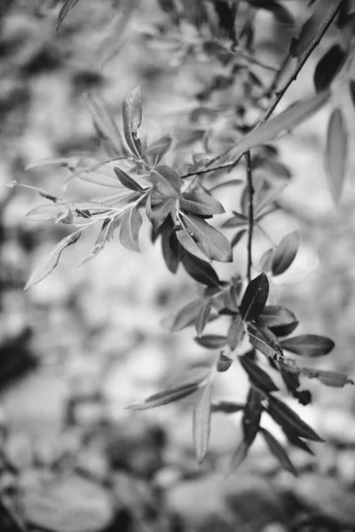 Abstract Monochrome Texture Nature Natural Background Plants — Stock Photo, Image