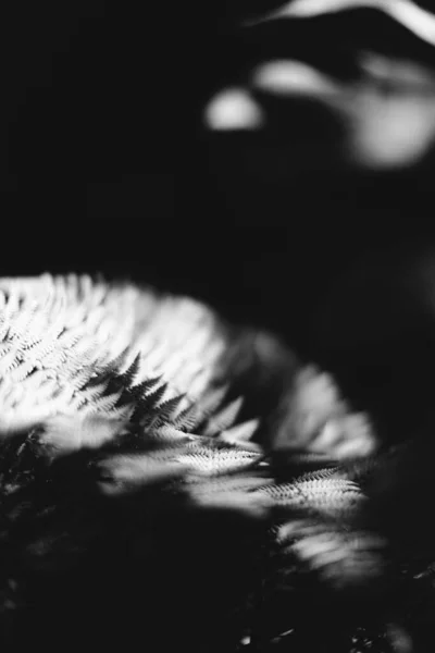 自然のモノクロームの質感 植物からの自然背景 — ストック写真
