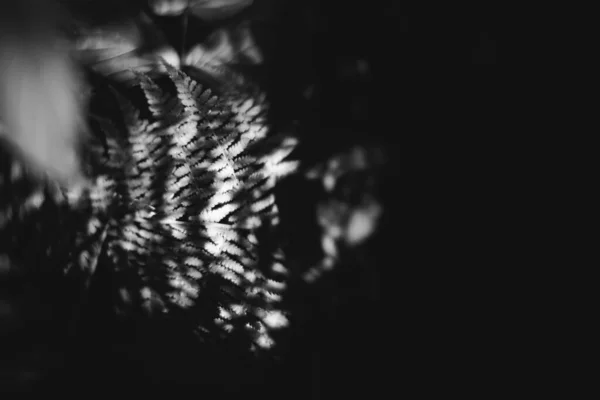 Абстрактна Монохромна Текстура Природи Природний Фон Рослин — стокове фото