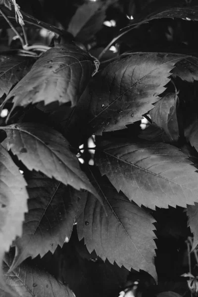 Abstract Monochrome Textuur Van Natuur Natuurlijke Achtergrond Van Planten — Stockfoto