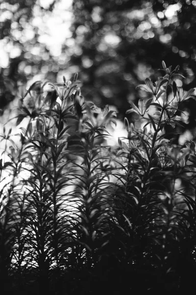 Abstract Monochrome Texture Nature Natural Background Plants — Stock Photo, Image