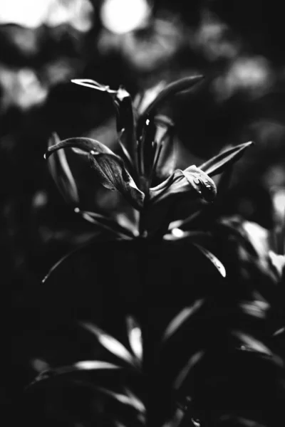 Texture Monochrome Abstraite Nature Fond Naturel Des Plantes — Photo