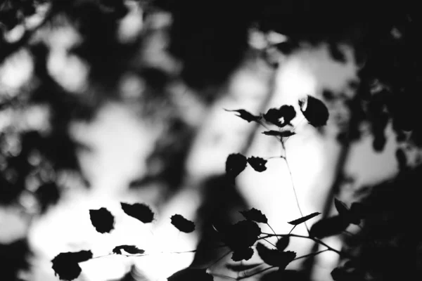 Abstract Monochrome Texture Nature Natural Background Plants — Stock Photo, Image