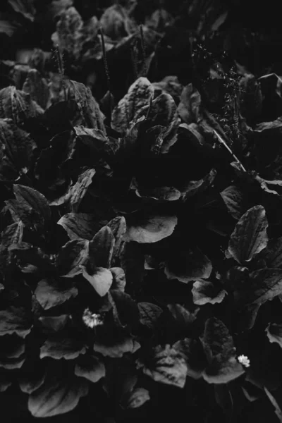 Absztrakt Monokróm Textúra Természet Természetes Háttér Növények — Stock Fotó