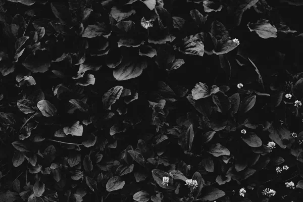 Abstraktní Monochromatická Textura Přírody Přírodní Zázemí Rostlin — Stock fotografie