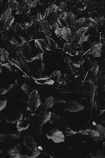 Abstract Monochrome Texture Nature Natural Background Plants — Stock Photo, Image