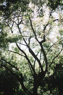 Koyu yeşil yapraklar, soyut doğal arkaplan, doğa yaprağı dokusu