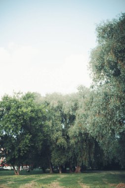 Koyu yeşil yapraklar, soyut doğal arkaplan, doğa yaprağı dokusu