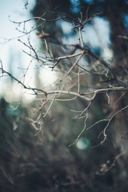 Koyu yeşil yapraklar, soyut doğal arkaplan, doğa yaprağı dokusu