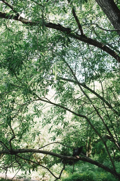 Hojas Verde Oscuro Fondo Natural Abstracto Textura Hoja Naturaleza — Foto de Stock