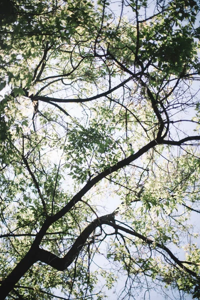 濃緑色の葉 抽象的な自然背景 自然葉の質感 — ストック写真