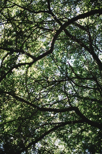 濃緑色の葉 抽象的な自然背景 自然葉の質感 — ストック写真