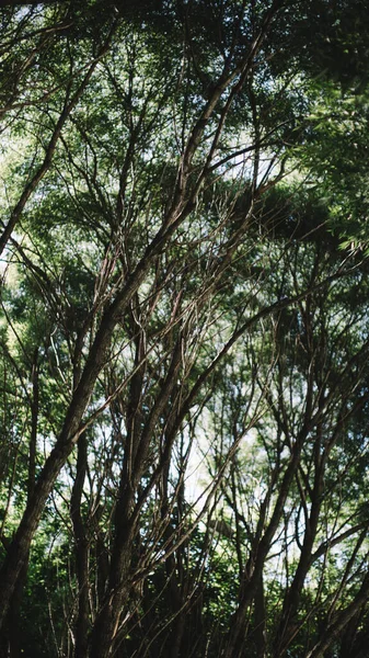 濃緑色の葉 抽象的な自然背景 自然葉の質感 — ストック写真