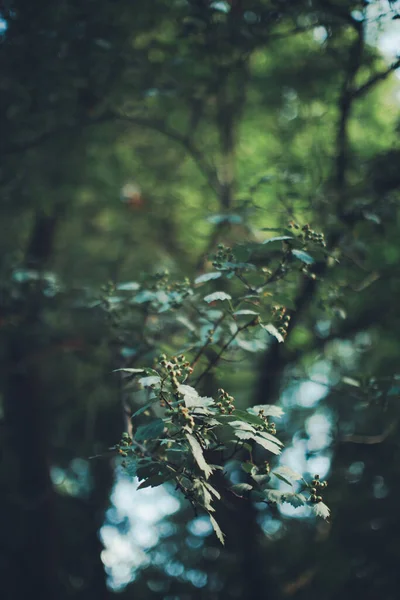 Donkergroene Bladeren Abstracte Natuurlijke Achtergrond Natuur Blad Textuur — Stockfoto