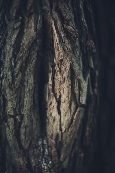 Dark Green Leaves Abstract Natural Background Nature Leaf Texture — Stock Photo, Image