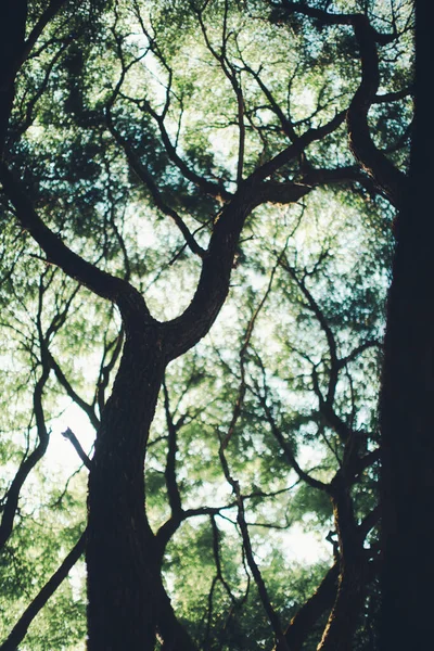 濃緑色の葉 抽象的な自然背景 自然葉の質感 — ストック写真