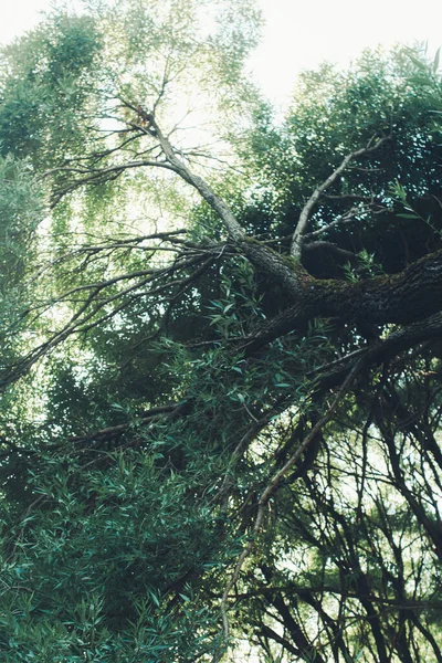 Mörkgröna Blad Abstrakt Naturlig Bakgrund Natur Löv Struktur — Stockfoto