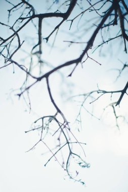 Koyu yeşil yapraklar, soyut doğal arkaplan, doğa yaprağı dokusu