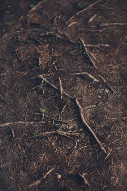 Sihirli orman, kökler ve dallar, soyut doğal arkaplan