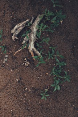 Sihirli orman, kökler ve dallar, soyut doğal arkaplan