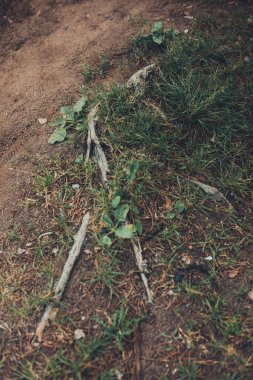 Sihirli orman, kökler ve dallar, soyut doğal arkaplan
