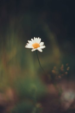 Bitkilerin doğal arka planı, doğanın renkli dokuları.