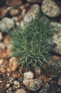 Bitkilerin doğal arka planı, doğanın renkli dokuları.