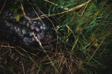 Bitkilerin doğal arka planı, doğanın renkli dokuları.