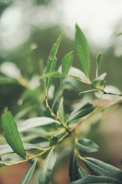 Bitkilerin doğal arka planı, doğanın renkli dokuları.