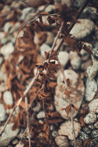 Fondos Naturales Bosque Mágico Árboles Raíces Ramas —  Fotos de Stock