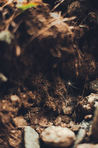 Волшебный Лес Корни Ветви Абстрактный Естественный Фон — стоковое фото
