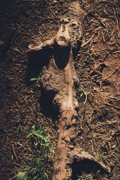 Foresta Magica Radici Rami Sfondo Naturale Astratto — Foto Stock